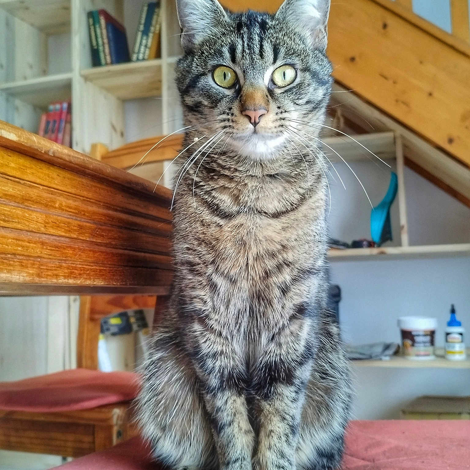 Caliss a rejoint le concours — aidez-le/la à gagner de superbes lots ! abyssinian, animal, architecture, bookcase, building, cat, couch, furniture, hardwood, house, housing, indoors, livingroom, manx, pet, plywood, room, shelf, staircase, wood