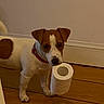 dog, small_dog, toilet_paper, red_collar, wooden_floor, indoor, pet, white_and_brown, curious, flooring, animal, domestic_animal, standing, looking, mouth_holding, household, floor, wall, paw, ears