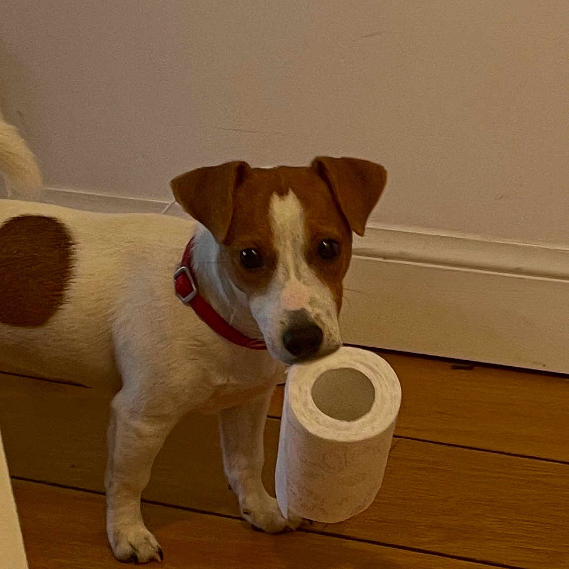 Macha a rejoint le concours — aidez-le/la à gagner de superbes lots ! dog, small_dog, toilet_paper, red_collar, wooden_floor, indoor, pet, white_and_brown, curious, flooring, animal, domestic_animal, standing, looking, mouth_holding, household, floor, wall, paw, ears