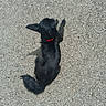Looky a rejoint le concours — aidez-le/la à gagner de superbes lots ! dog, black_dog, pet, animal, canine, red_collar, lying_down, outdoor, gravel, ground, pavement, top_view, long_fur, fluffy_tail, ears, back, sideways, shadow, daylight, wiko