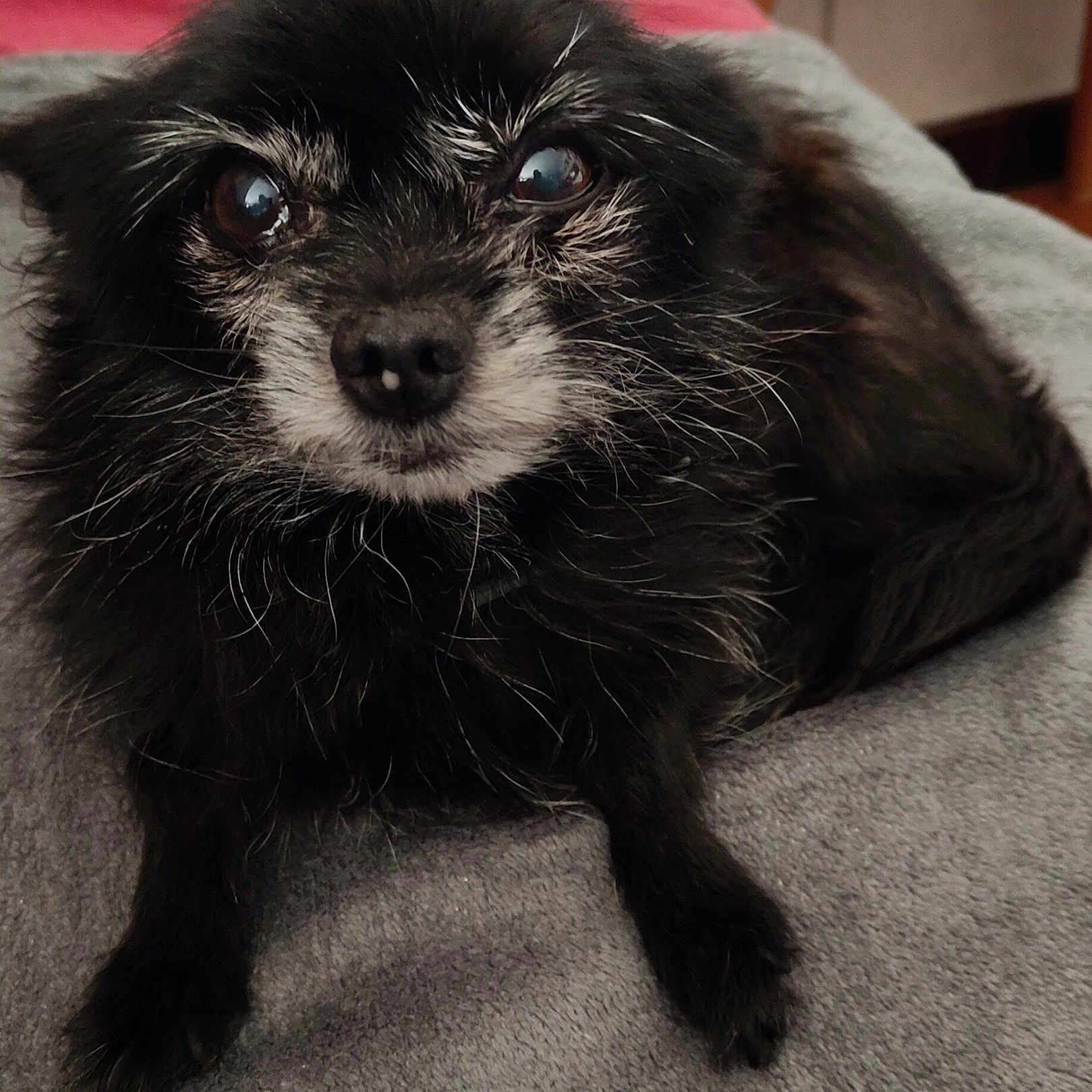 Looky participe au concours pour gagner de l'argent avec cette photo : dog, black_dog, small_dog, scruffy, long_hair, muzzle, eyes, nose, paws, lying_down, indoor, bedroom, blanket, gray_blanket, cozy, portrait, close_up, pet, animal, photography