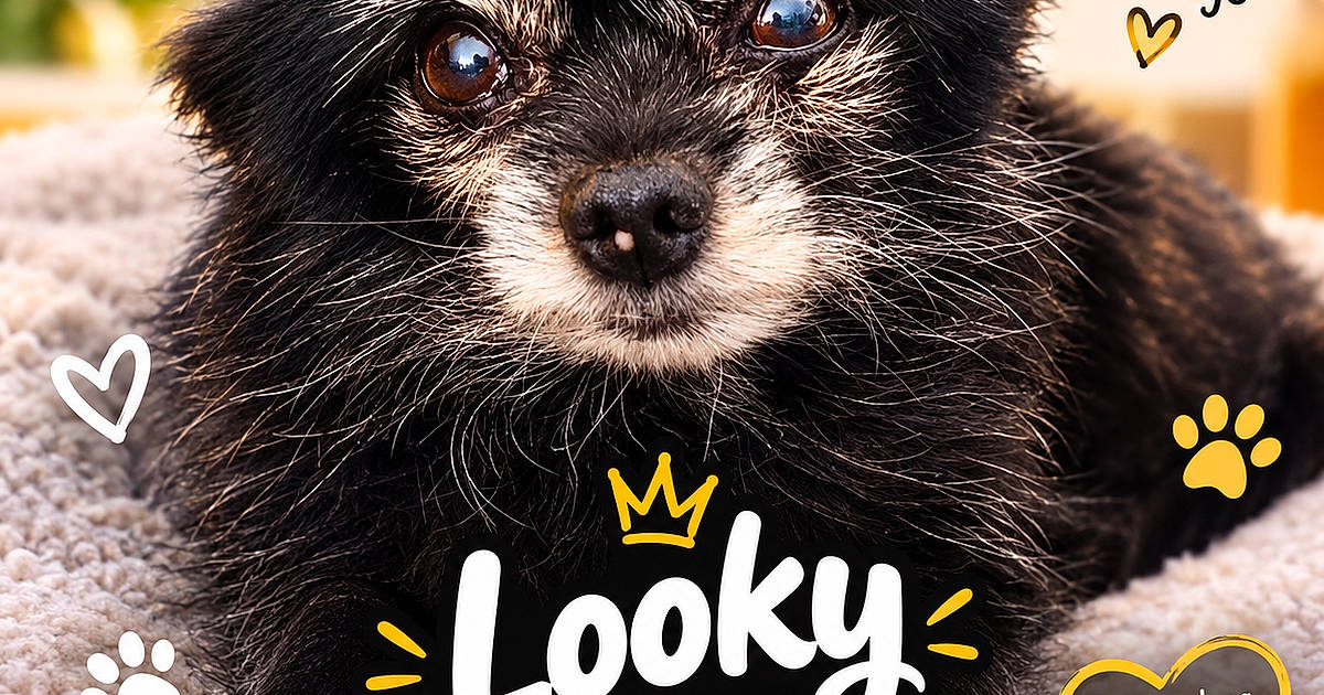 Looky Votez Looky de Auxonne au Concours Chien - Gagnez de l’argent en ligne