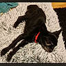 Looky a rejoint le concours — aidez-le/la à gagner de superbes lots ! dog, black_dog, pet, red_collar, lying_down, sleeping, relaxed, fluffy_rug, white_rug, indoor, home, floor, carpet, black_fur, small_dog, animal, canine, resting, cozy, phone_screenshot