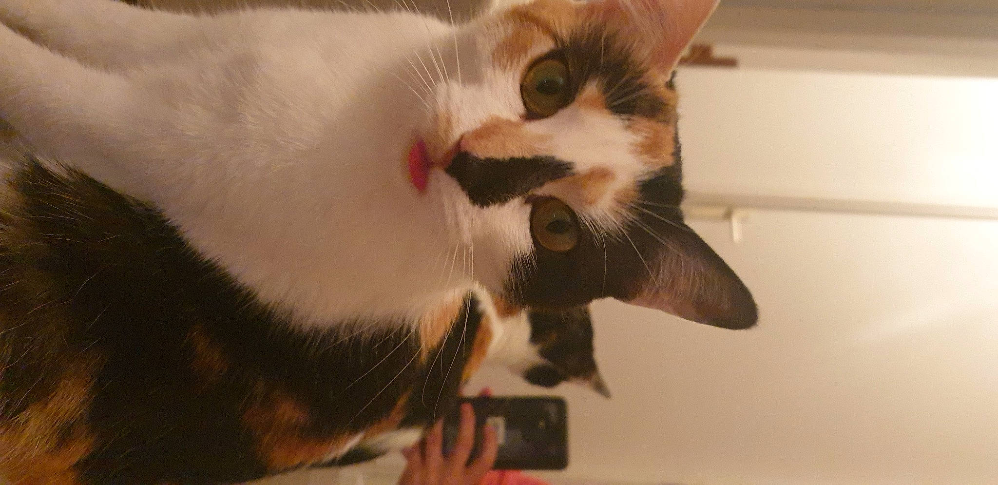 Podgy participe au concours pour gagner de l'argent avec cette photo : cardboard, carnivore, cat, claw, domestic_short_haired_cat, ear, felidae, fur, paw, small_to_medium_sized_cats, snout, tail, whiskers