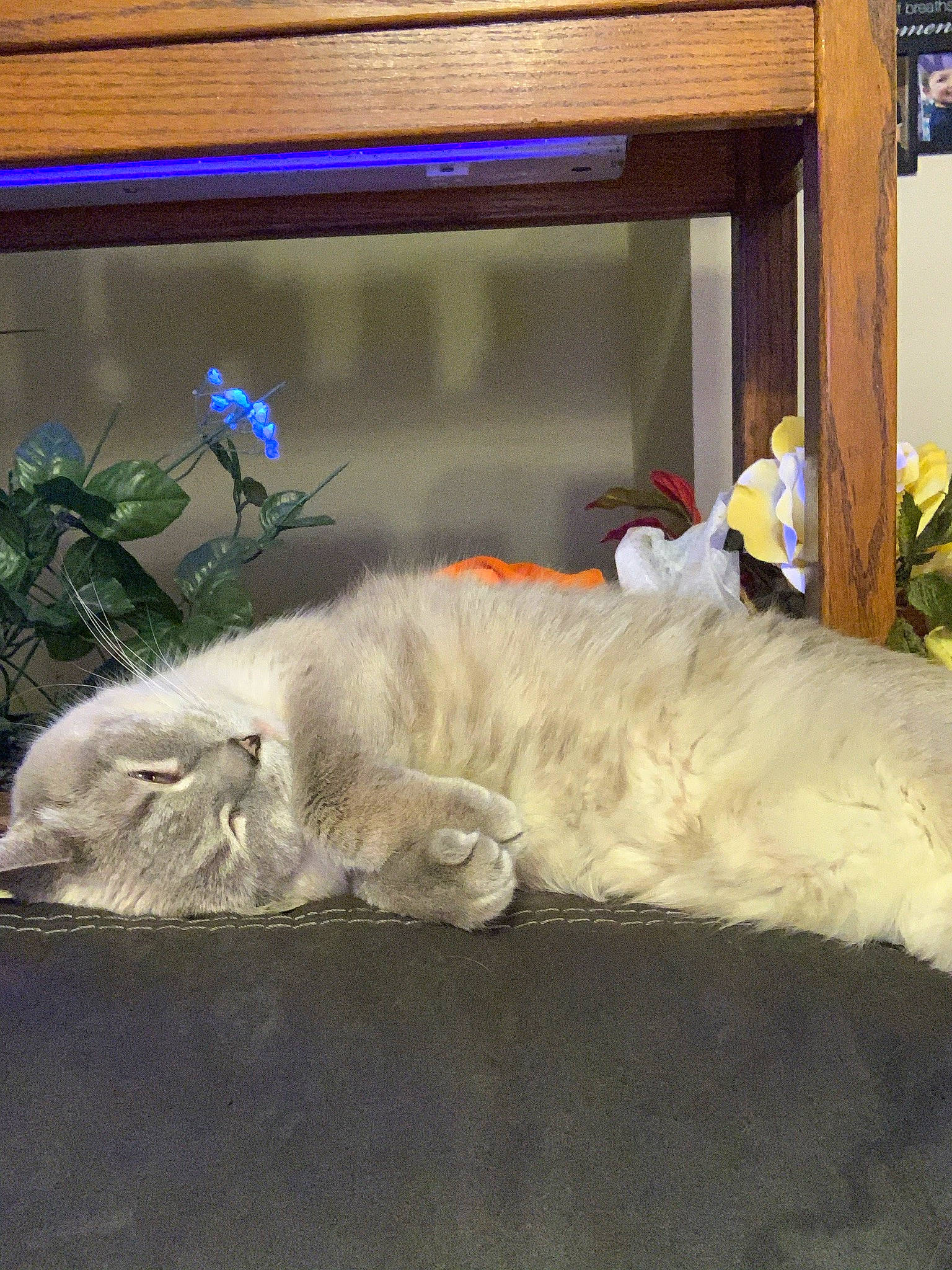 Smokie joined the competition — help win amazing prizes! canidae, carnivore, cat, companion_dog, display_device, dog_breed, domestic_short_haired_cat, feather, felidae, fur, hat, linens, nap, paw, plant, room, small_to_medium_sized_cats, sporting_group, tail, whiskers