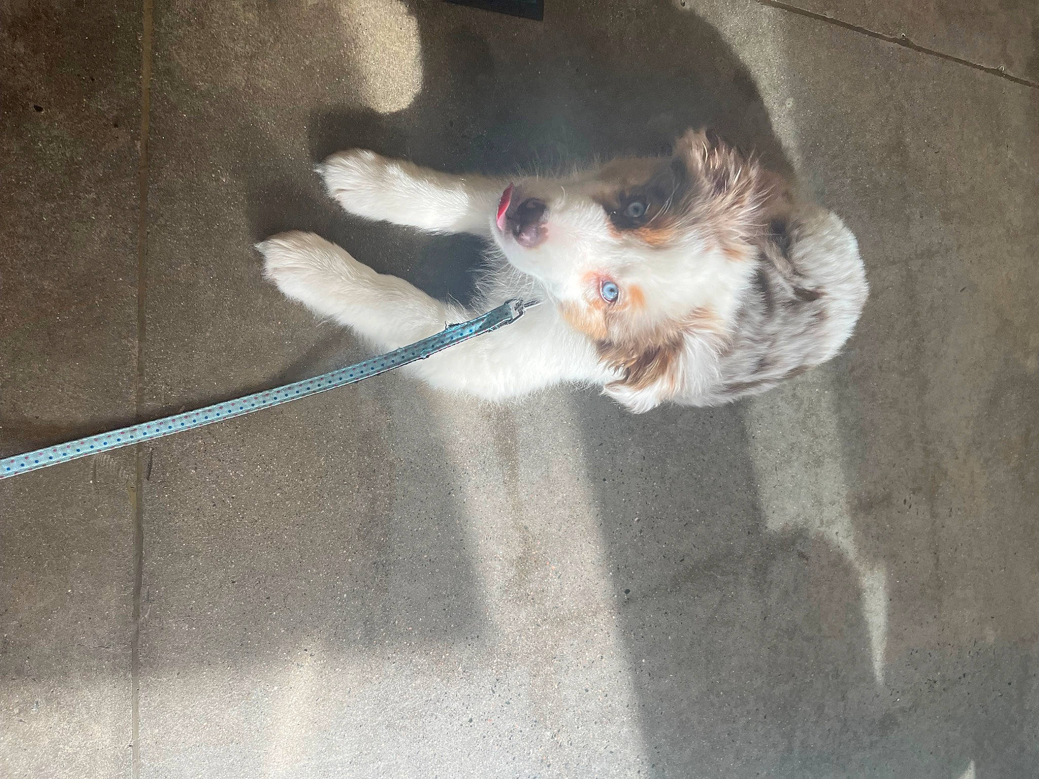 Levi is registered to the contest to win money with this photo: carnivore, claw, collar, companion_dog, dog, dog_breed, domestic_short_haired_cat, fawn, felidae, flooring, fur, grey, leash, paw, road_surface, small_to_medium_sized_cats, sporting_group, tail, whiskers, wood