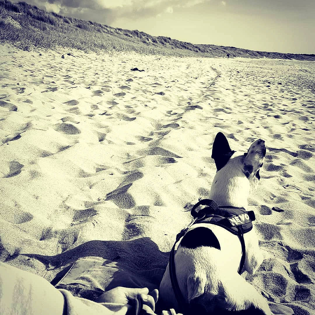 Neyo a rejoint le concours — aidez-le/la à gagner de superbes lots ! ball, beach, carnivore, cloud, companion_dog, dog, football, grass, happy, landscape, light, morning, mountain, natural_environment, people_in_nature, people_on_beach, sky, summer, sunlight, tints_and_shades