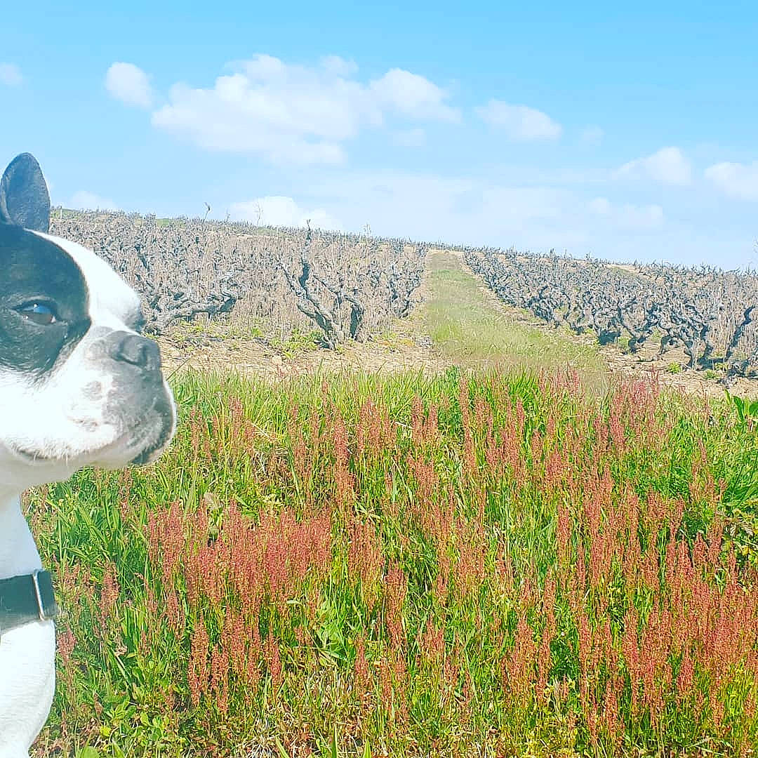 Neyo participe au concours pour gagner de l'argent avec cette photo : agriculture, boston_terrier, carnivore, cloud, companion_dog, dog, dog_breed, fawn, flower, grass, grassland, landscape, natural_landscape, plant, prairie, sculpture, sky, snout, sporting_group, working_animal