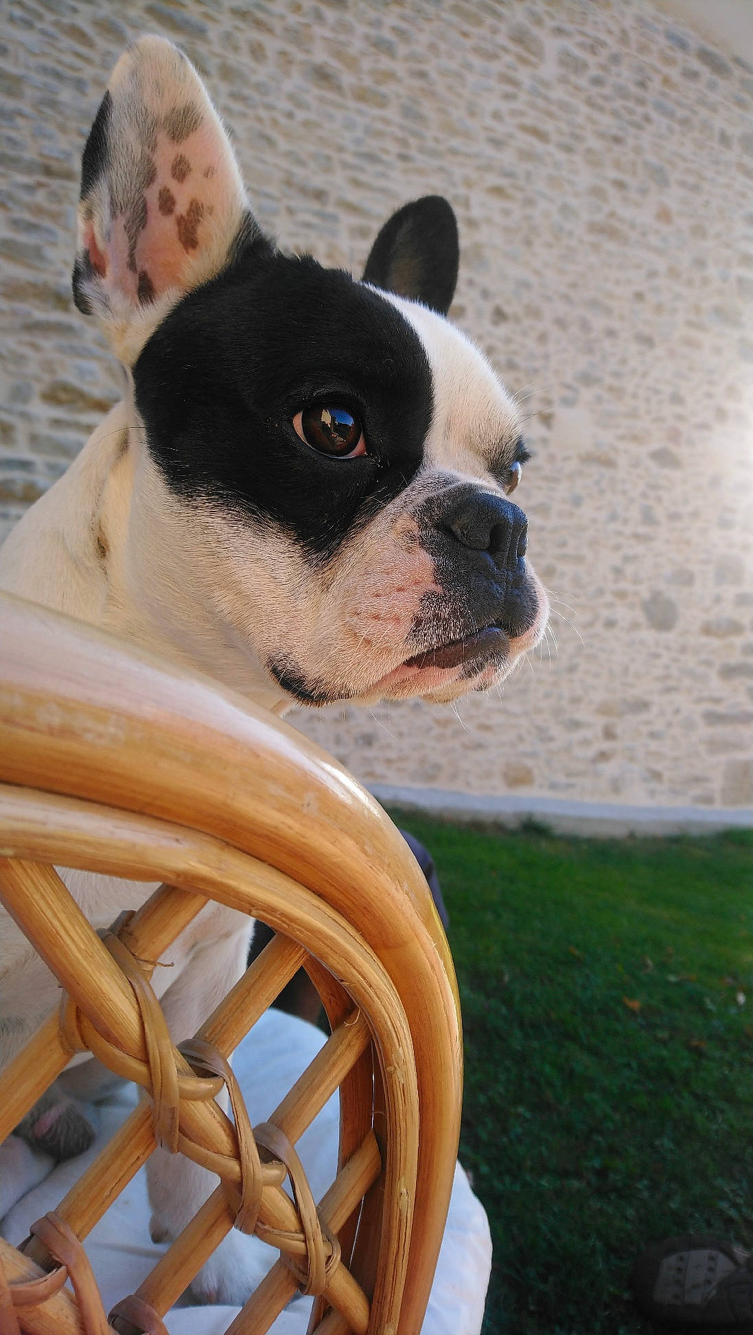 Neyo participe au concours pour gagner de l'argent avec cette photo : boston_terrier, bulldog, carnivore, chair, collar, companion_dog, dog, dog_breed, fawn, grass, head, plant, snout, terrestrial_animal, toy_dog, water, whiskers, white, wood, working_animal