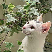 Cheddar is registered to the contest to win money with this photo: cat, white_cat, ivy, green_leaves, plant, indoor, pet, animal, curious, close_up, fur, whiskers, ears, nature, soft_light, domestic_cat, looking_up, houseplant, flora, quiet