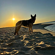 Roxie participe au concours pour gagner de l'argent avec cette photo : animal, beach, canine, coast, dog, evening, german_shepherd, horizon, landscape, leash, nature, outdoor, sand, shadow, silhouette, sky, sun, sunset, water, waves
