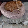 cat, orange_cat, tabby, pet, animal, sleeping, lounging, pet_bed, pink_bed, indoor, cozy, blanket, couch, furniture, tile_floor, whiskers, paws, striped_fur, relaxed, home