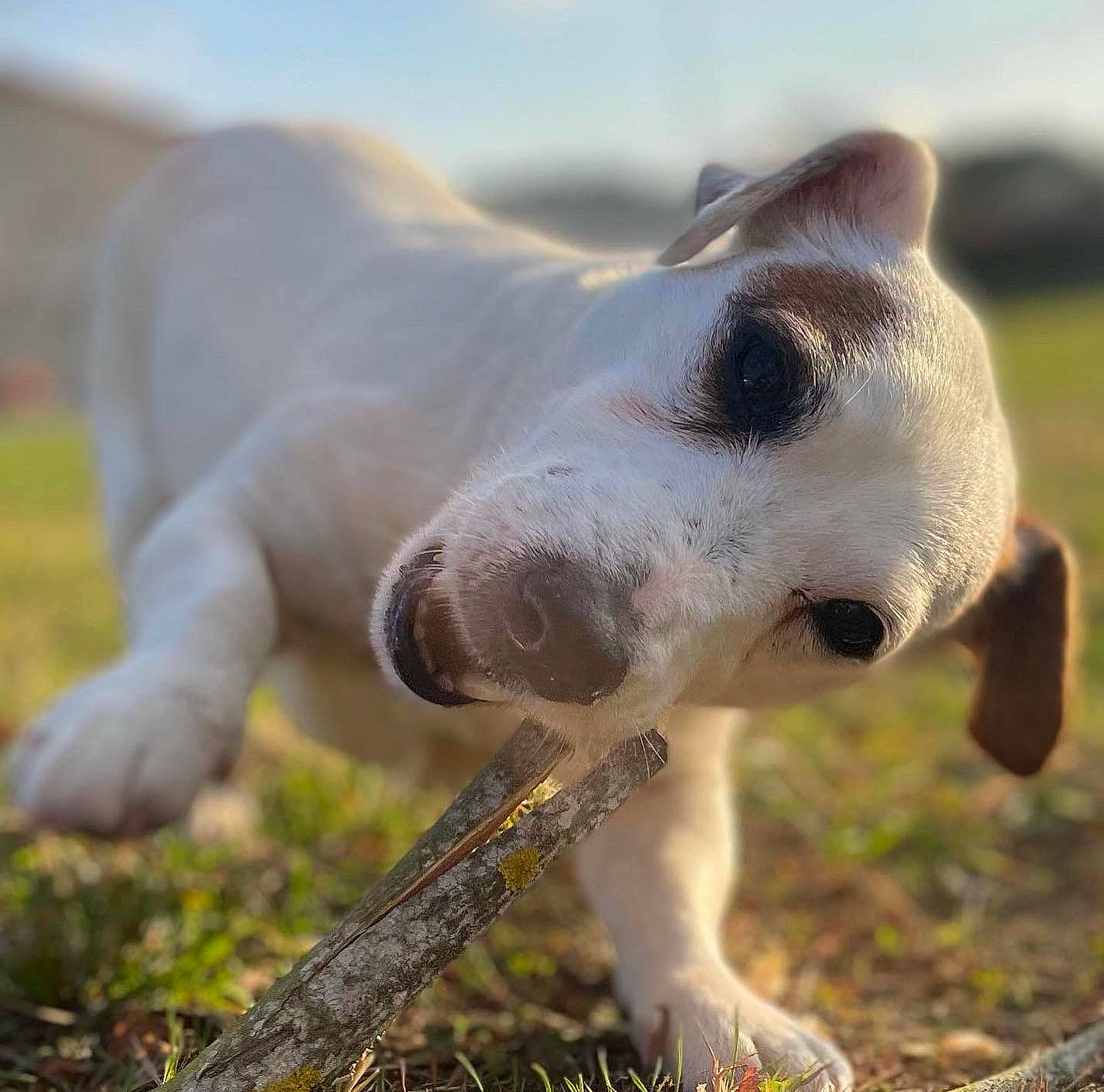 Gribouille participe au concours pour gagner de l'argent avec cette photo : canidae, carnivore, collar, companion_dog, dobermann, dog, dog_breed, fawn, grass, grassland, jaw, non_sporting_group, pasture, plant, sky, snout, sporting_group, terrestrial_animal, whiskers, working_animal