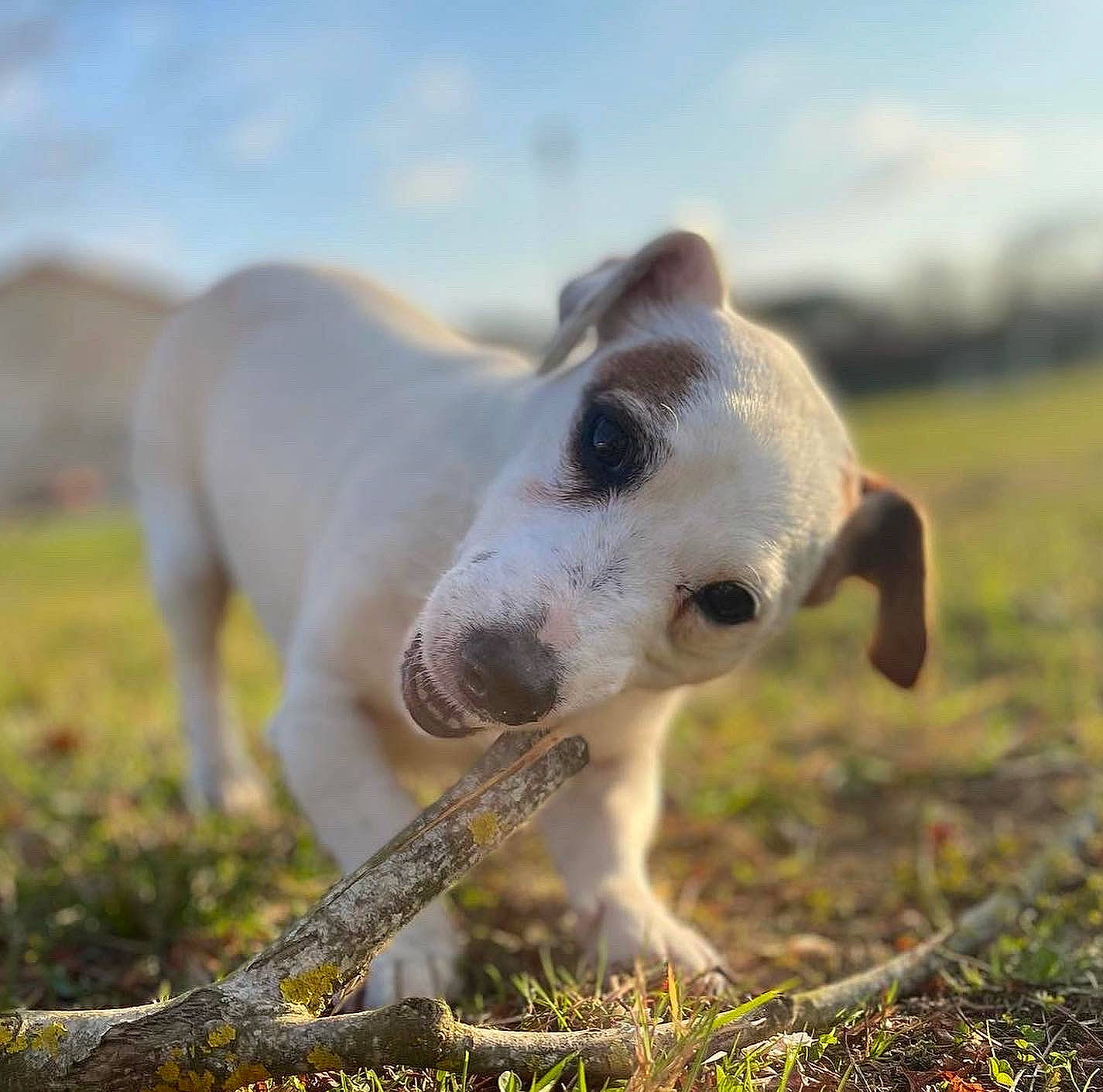 Gribouille a rejoint le concours — aidez-le/la à gagner de superbes lots ! canidae, carnivore, cloud, collar, companion_dog, dog, dog_breed, dogo_guatemalteco, field, grass, grassland, landscape, pasture, prairie, sky, snout, tail, terrestrial_animal, whiskers, working_animal