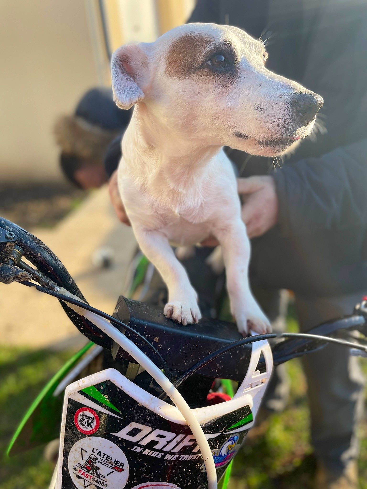 Gribouille a rejoint le concours — aidez-le/la à gagner de superbes lots ! bag, canidae, carnivore, collar, companion_dog, dog, dog_breed, fashion_accessory, fawn, gap_wedge, golf_equipment, grass, pet_supply, sporting_group, sports_equipment, strap, tail, tartan, terrestrial_animal, whiskers