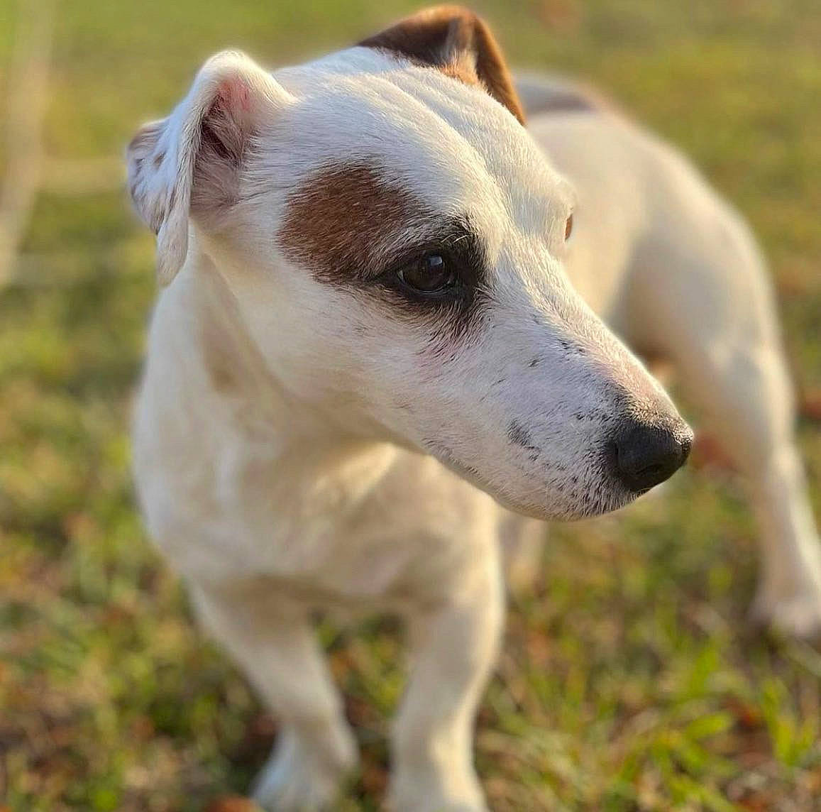 Gribouille participe au concours pour gagner de l'argent avec cette photo : canidae, carnivore, collar, companion_dog, dog, dog_breed, fawn, grass, irishjacks, non_sporting_group, plant, snout, sporting_group, terrestrial_animal, whiskers, working_animal