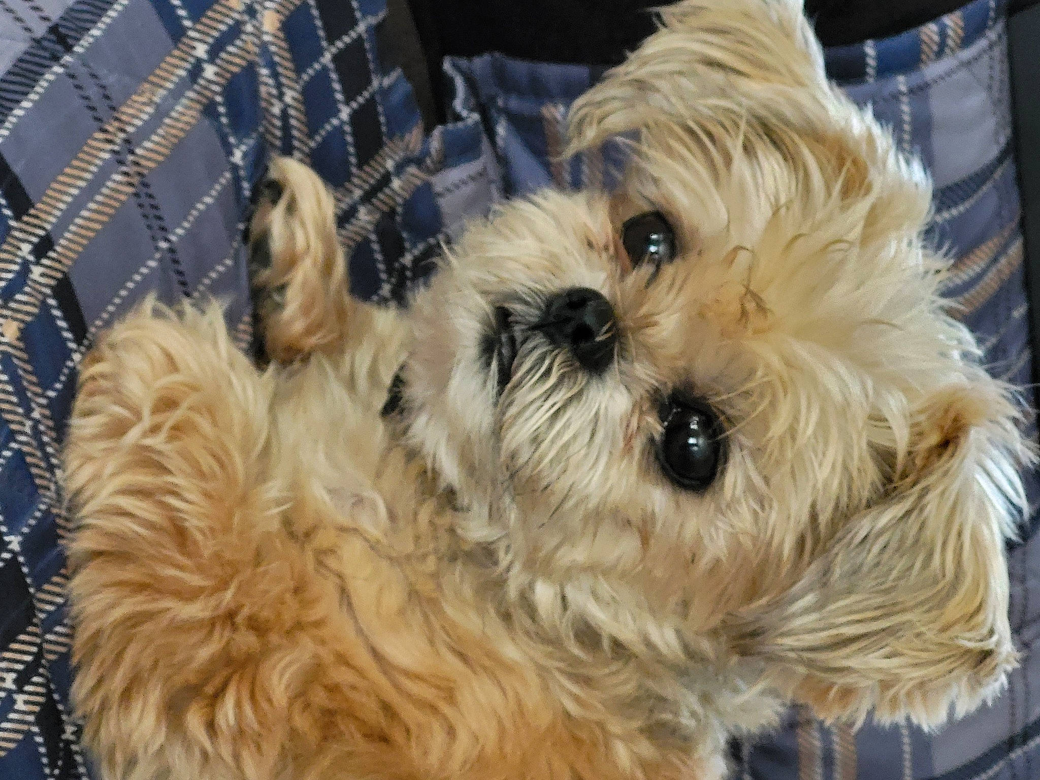 Chico joined the competition — help win amazing prizes! canidae, carnivore, companion_dog, dog, dog_breed, fawn, fence, firefighter, fur, maltepoo, mesh, puppy_love, shih_poo, small_terrier, snout, sporting_group, terrier, toy_dog, working_animal, yorkipoo