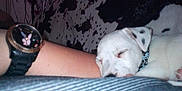 Joy participe au concours pour gagner de l'argent avec cette photo : dog, puppy, sleeping, arm, watch, bunny, couch, cow_print, pattern, resting, pet, indoor, close_up, white, black_spots, collar, person, comfort, cute, nap