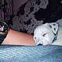 dog, puppy, sleeping, arm, watch, bunny, couch, cow_print, pattern, resting, pet, indoor, close_up, white, black_spots, collar, person, comfort, cute, nap