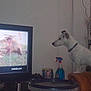 Joy a rejoint le concours — aidez-le/la à gagner de superbes lots ! dog, television, indoor, couch, animal, pet, watching, spray_bottle, photo_frame, white_dog, collar, side_view, furniture, living_room, screen, grass, outdoor_video, brown_couch, curious, household_items