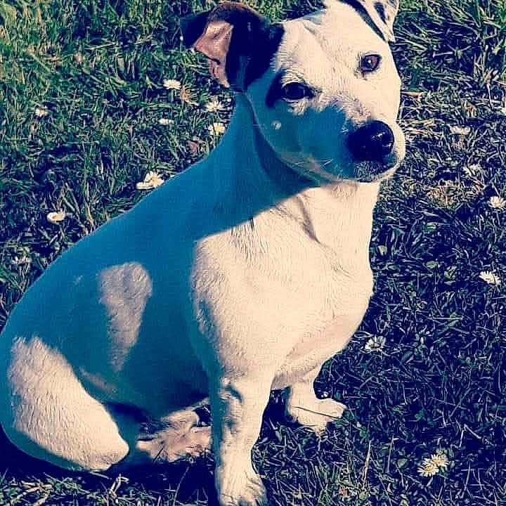 Joy participe au concours pour gagner de l'argent avec cette photo : animal, black_patch, canine, cute, daylight, dog, ears, eyes, flowers, friendly, fur, grass, nature, outdoor, pet, portrait, sitting, sunlight, watchful, white_dog