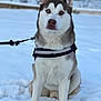 dog, husky, animal, pet, snow, winter, outdoor, leash, harness, sitting, fur, blue_eyes, mammal, canine, nature, cold, portrait, alert, fence, background