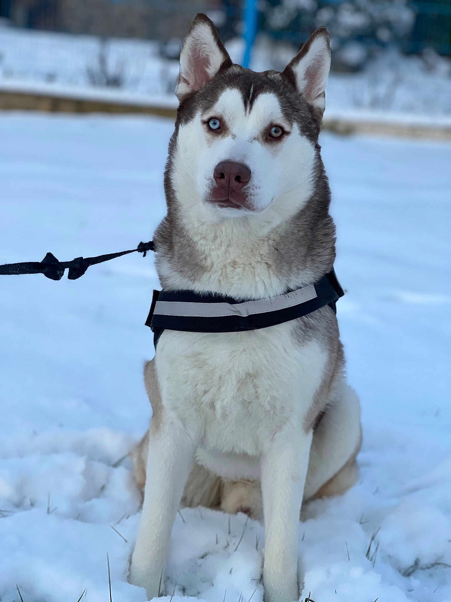 Sky participe au concours pour gagner de l'argent avec cette photo : dog, husky, animal, pet, snow, winter, outdoor, leash, harness, sitting, fur, blue_eyes, mammal, canine, nature, cold, portrait, alert, fence, background