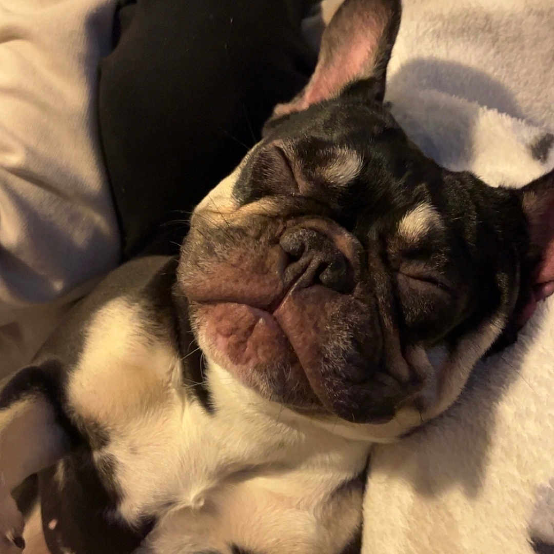 Aura joined the competition — help win amazing prizes! animal, blanket, bostonbull, boxer, bulldog, canine, dog, frenchbulldog, hound, person, pet, pitbull, pug, puppy, quilt, sleeping