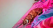 Sissy is registered to the contest to win money with this photo: cat, tabby, bed, blanket, floral_sheet, indoor, pet, feline, resting, colorful, pink_lighting, purple_lighting, cozy, domestic, animal, sleepy, cute, soft_texture, relaxed, fur
