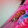 cat, tabby, bed, blanket, floral_sheet, indoor, pet, feline, resting, colorful, pink_lighting, purple_lighting, cozy, domestic, animal, sleepy, cute, soft_texture, relaxed, fur