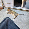 Sissy is registered to the contest to win money with this photo: cat, tabby_cat, collar, outdoor, patio, concrete, door, sliding_door, fabric, chair, relaxed, animal, pet, feline, resting, sunlight, daytime, house, wall, floor