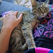 Sissy is registered to the contest to win money with this photo: cat, tabby_cat, hand, person, lap, couch, fabric, pattern, heart_pattern, tattoo, game_controller, floor, rug, indoor, resting, petting, domestic_animal, casual, comfort, relaxation