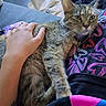 cat, tabby_cat, hand, person, lap, couch, fabric, pattern, heart_pattern, tattoo, game_controller, floor, rug, indoor, resting, petting, domestic_animal, casual, comfort, relaxation