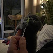 Aloha a rejoint le concours — aidez-le/la à gagner de superbes lots ! kitten, cat, hand, indoor, furniture, plant, curtain, sofa, toy, dark, shadow, cozy, pet, playful, grabbing, fingers, home, night, window, blurred