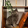 cat, gray_cat, wooden_shelf, green_plant, leather_folder, indoor, furniture, pet, animal, curious, sitting, cozy, closeup, domestic_cat, feline, houseplant, brown, green, soft_light, still_life