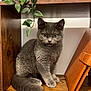 cat, gray_cat, feline, pet, wooden_shelf, plant, leafy_plant, indoor, brown_leather_folder, tongue_out, fluffy, cute, animal, domestic_animal, sitting, cozy, home_decor, furniture, close_up, curious