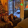 Bo is registered to the contest to win money with this photo: basset_hound, christmas_lights, christmas_tree, couch, deck, decor, dog, festive, fish_tank, holiday_decorations, home, indoor, pet, relaxing, seasonal, snow, sweater, warm_lighting, window, winter