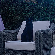 Dali a rejoint le concours — aidez-le/la à gagner de superbes lots ! black_cat, cat, animal, pet, chair, wicker_chair, cushion, outdoor, garden, hedge, greenery, furniture, domestic_animal, sitting, looking, nature, relaxation, daylight, calm, serene