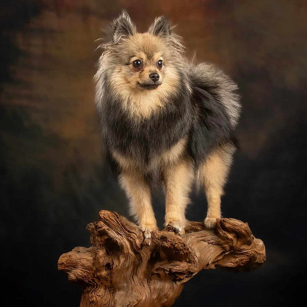 Adriana a rejoint le concours — aidez-le/la à gagner de superbes lots ! angora, animal, arcticfox, canine, cat, coyote, dog, driftwood, eskimodog, figurine, fox, greyfox, kitfox, lion, pet, puppy, whitedog, wolf, wood, zoo