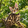 Boston a rejoint le concours — aidez-le/la à gagner de superbes lots ! kitten, bengal_cat, blue_eyes, green_collar, moss, wildflowers, outdoor, nature, sunlight, curious, head_tilt, feline, pet, young_cat, animal, close_up, portrait, grass, flora, garden