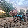 Boston a rejoint le concours — aidez-le/la à gagner de superbes lots ! cat, bengal_cat, harness, leash, outdoor, sunset, grass, dry_grass, trees, sky, nature, animal, pet, feline, side_view, close_up, curious, lying_down, green_eyes, wild_pattern