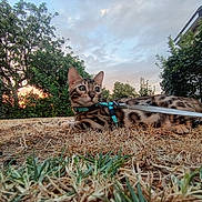 Boston participe au concours pour gagner de l'argent avec cette photo : cat, bengal_cat, animal, pet, outdoor, grass, dry_grass, harness, leash, tree, sunset, sky, clouds, nature, greenery, feline, alert, lying_down, garden, house
