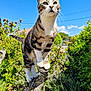 animal, blue_sky, bush, cat, closeup, curious, daylight, fur, greenery, leaves, nature, outdoor, paws, pet, plant, standing, sunlight, tabby, tree_branch, whiskers