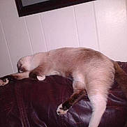 Leonard joined the competition — help win amazing prizes!