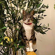 Mia a rejoint le concours — aidez-le/la à gagner de superbes lots ! cat, tabby_cat, plant, green_leaves, wooden_railing, indoor, pet, collar, zebra_print, animal, feline, fur, whiskers, paws, curious, sitting, domestic, houseplant, background, decor