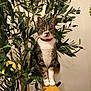 animal, background, cat, collar, curious, decor, domestic, feline, fur, green_leaves, houseplant, indoor, paws, pet, plant, sitting, tabby_cat, whiskers, wooden_railing, zebra_print