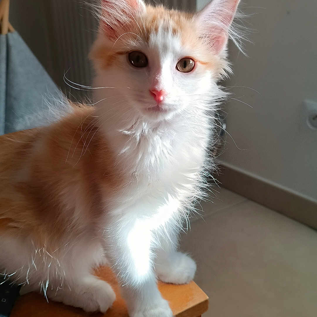 Fergus