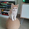 animal, books, bookshelf, cat, curious, cute, decor, floor, furniture, home, indoor, kitten, modern, orange_and_white, pet, playful, scratching_post, small, tile_floor, young_cat