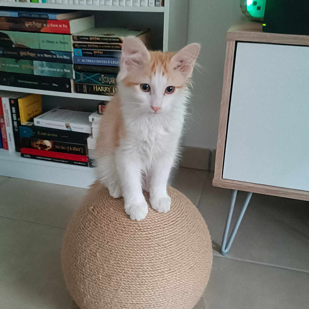 Fergus