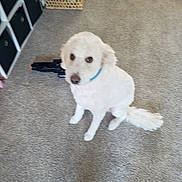 Baxter joined the competition — help win amazing prizes! dog, white_dog, carpet, indoor, basket, storage_cubes, floor, pet, animal, curious, sitting, fur, collar, tail, home, blurry, looking_up, room, domestic, canine